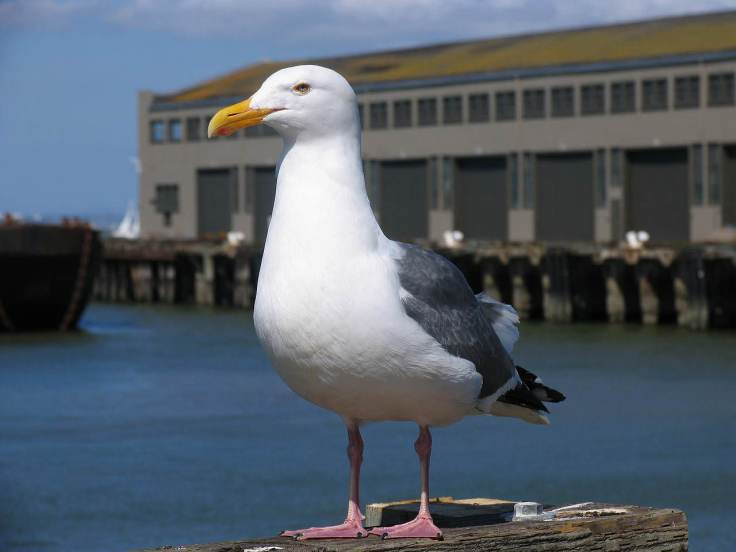 seagull-beak